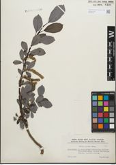 Foto von Salix glabra Scop.